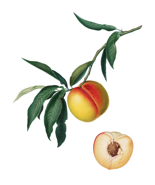 Free vector peach from pomona italiana illustration