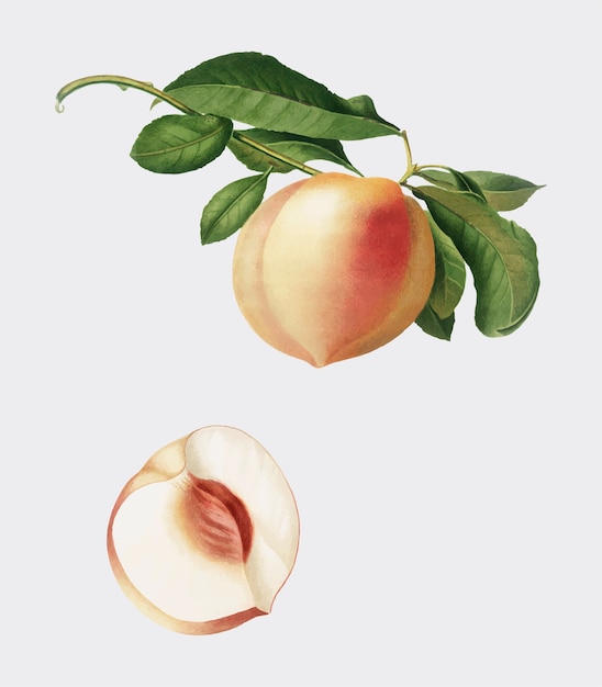 Free vector peach from pomona italiana illustration