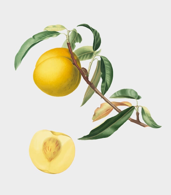 Peach from Pomona Italiana illustration