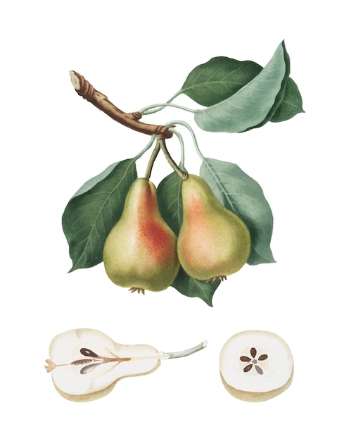 Pear from Pomona Italiana illustration