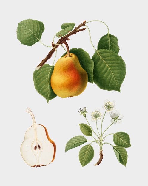 Pear from Pomona Italiana illustration