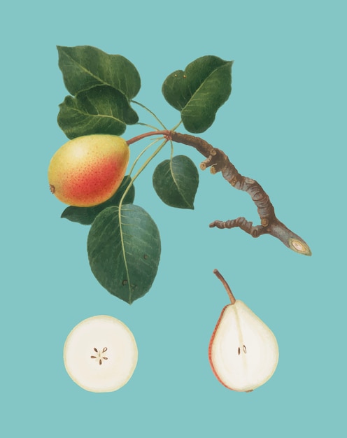 Free vector pear from pomona italiana illustration