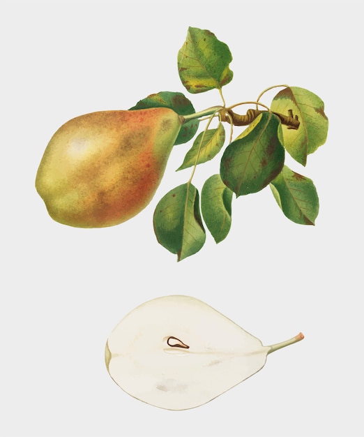 Pear from Pomona Italiana illustration