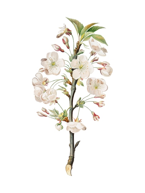 Free Vector pear tree flowers from pomona italiana illustration