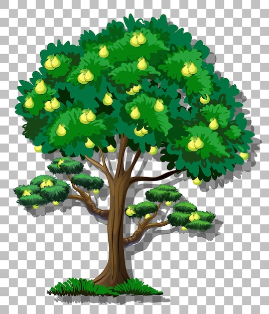 Pear tree on transparent background