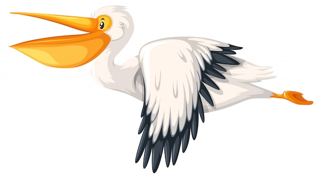 A pelican flying on white background