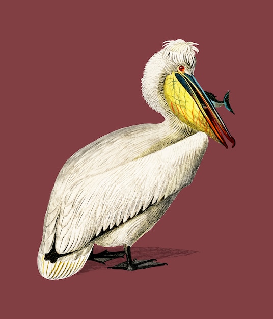 Pelican (Pelecanus) illustrated by Charles Dessalines D Orbigny (1806-1876). 