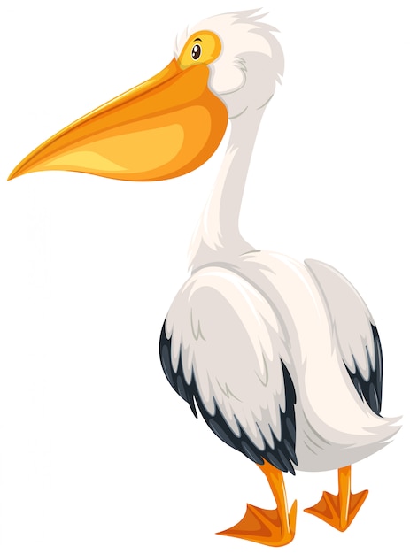 A pelican on white background