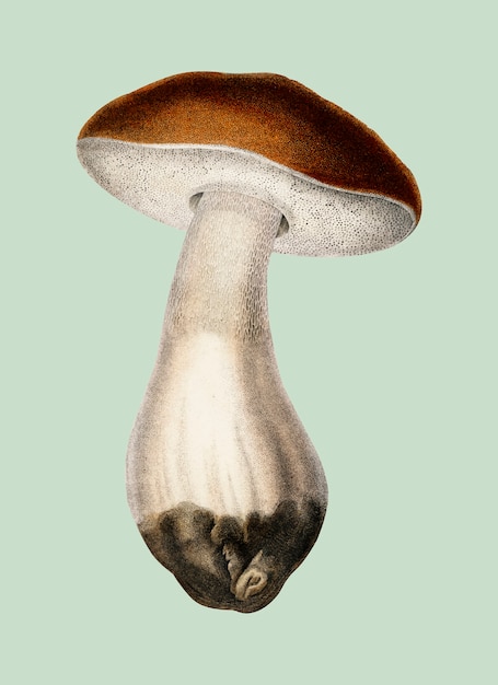 Penny bun (Boletus edulis)