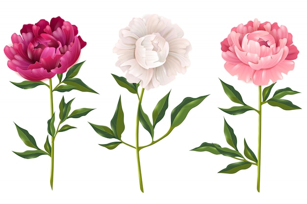 Peonies Realistic Set