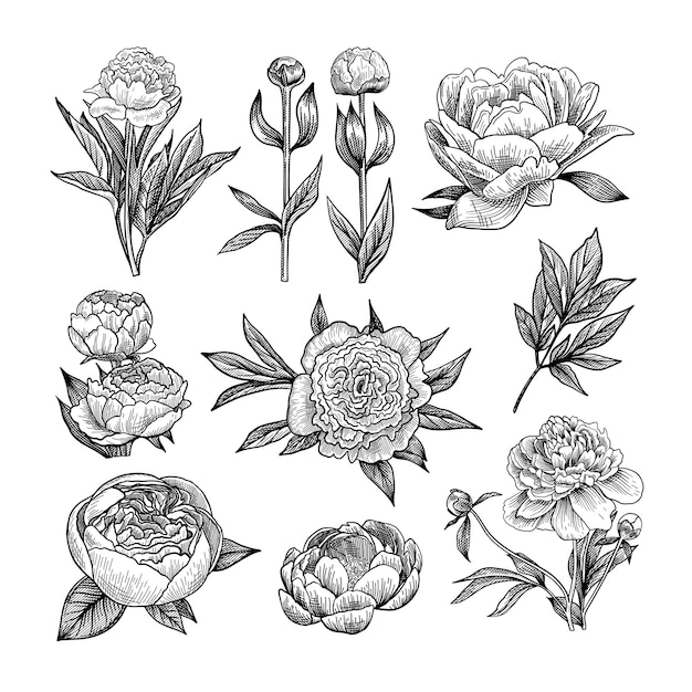 Free Vector peony engraved illustrations set