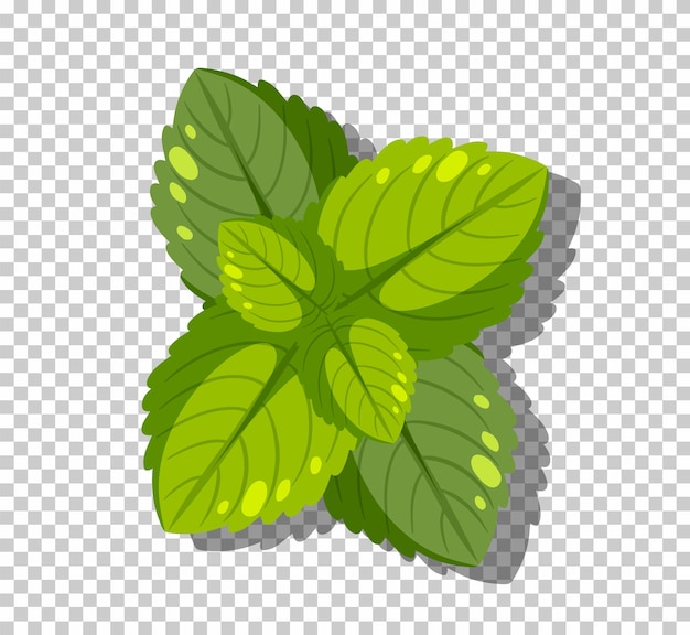 Peppermint leaves isolated on grid background