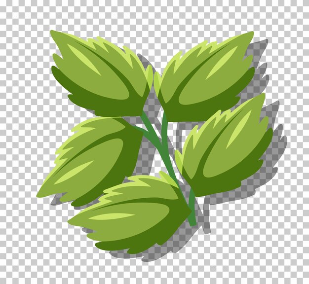 Free vector peppermint leaves isolated on grid background