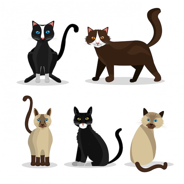 Pet  cat design.