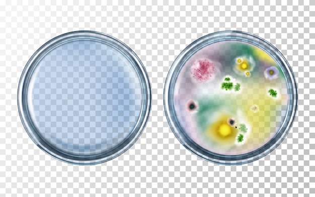 Petri dishes clean and with various bacterial microorganisms, mold cultures realistic 