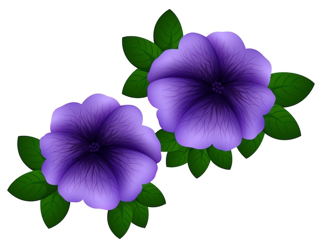 Petunia in purple color