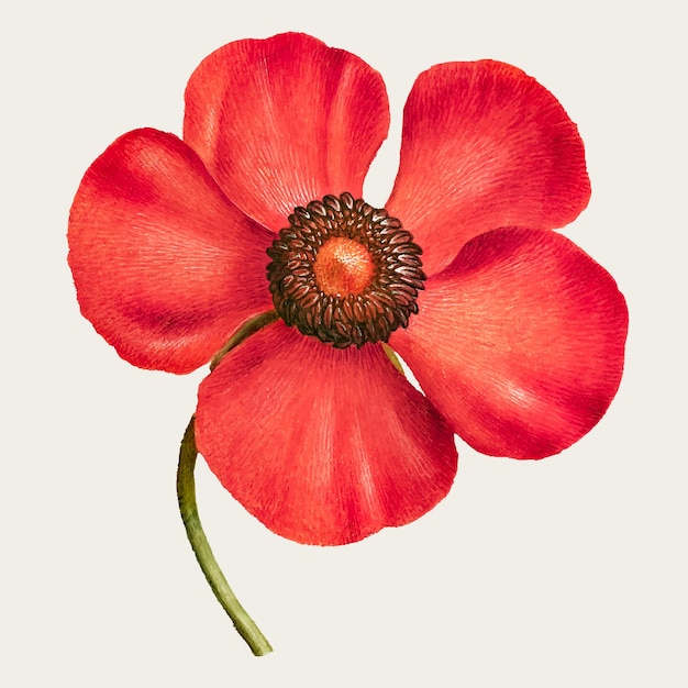 Free Vector pheasant's-eye flower