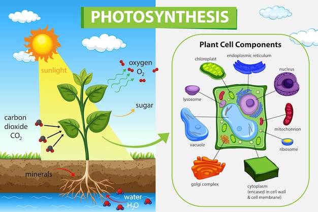 Photosynthesis diagram with plant and sunlight