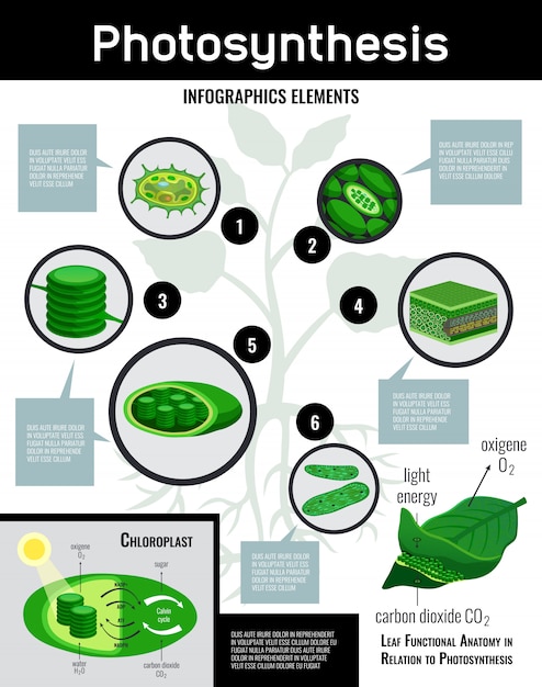 Free Vector photosynthesis light energy in cells food conversion process schema infographic elements with description educational  poster 