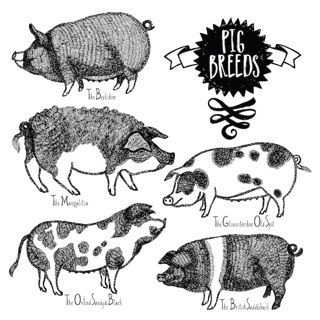 Pig Breeds Vector illustration Sketch style Hand drawn