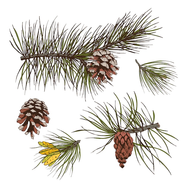 Free Vector pine branches colored print