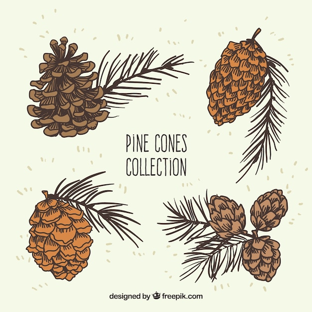 Pine cones illustration collection