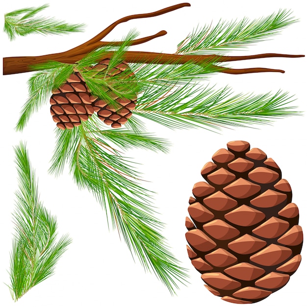 Free Vector pinecone on the branch