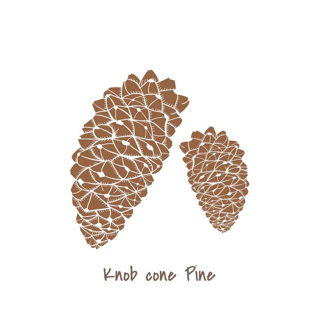 Pinecones 