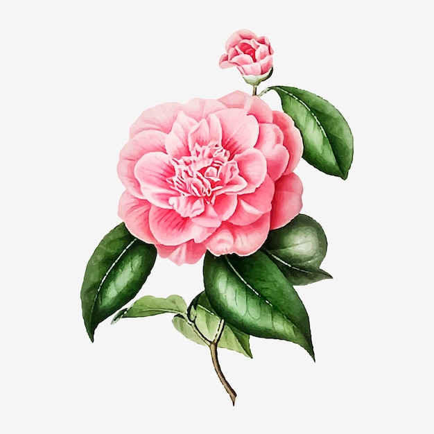 Pink Camellia rose flower vector