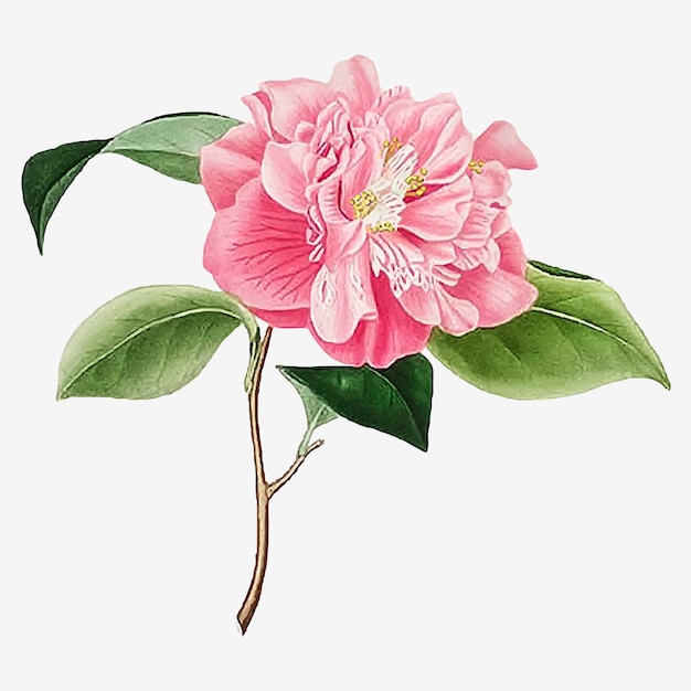 Free Vector pink camellia rose flower vector