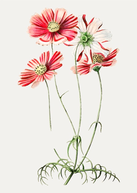 Free Vector pink cosmos flower