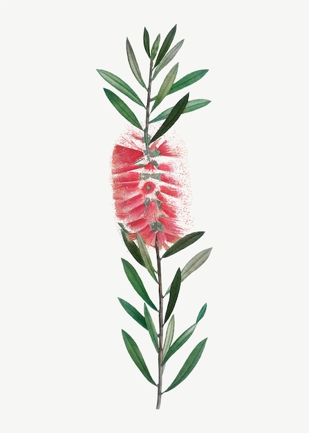 Free Vector pink metrosideros lophanta flower