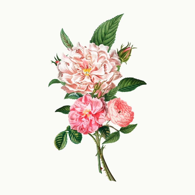 Free Vector pink peonies