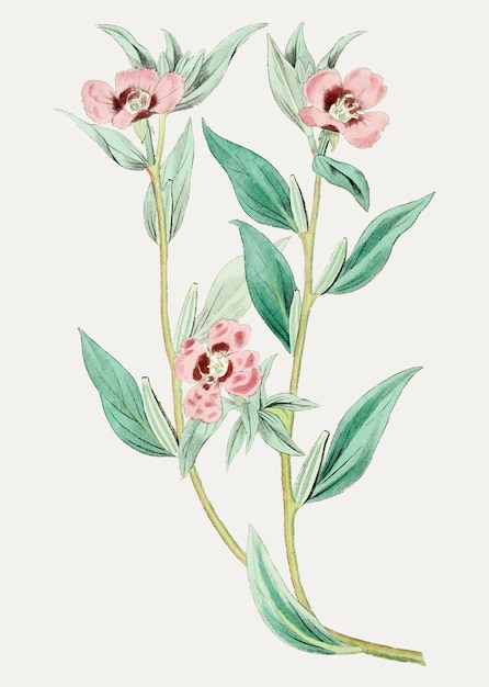 Pink primrose branch