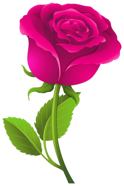 Pink rose with green leaves