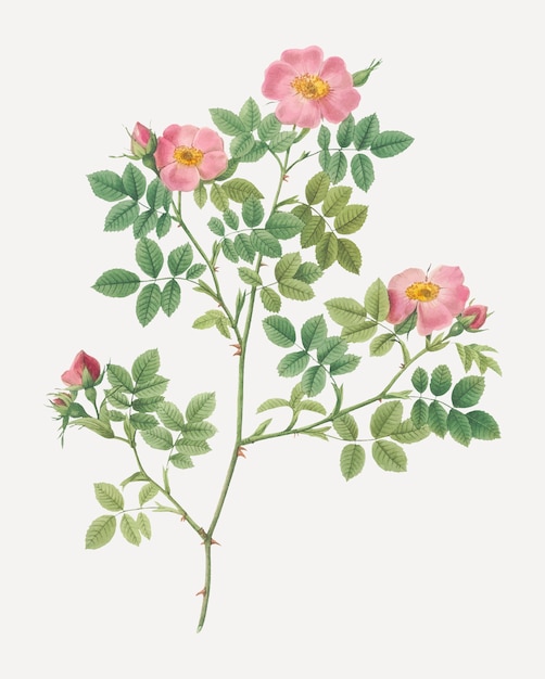 Free Vector pink roses in bloom