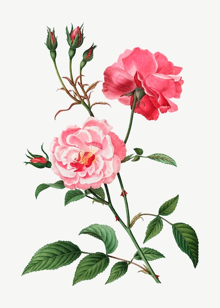 Pink roses