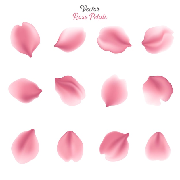 Free vector pink sakura or rose falling petals