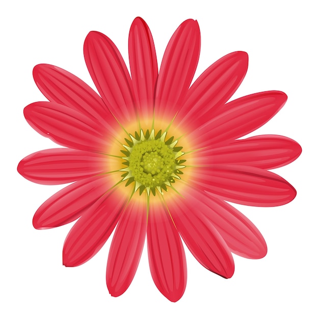 Free Vector a pink sunflower