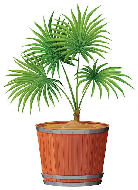 Plant in barrell pot