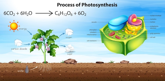 Free vector plant cell anatomy structure