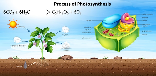 Free Vector plant cell anatomy structure