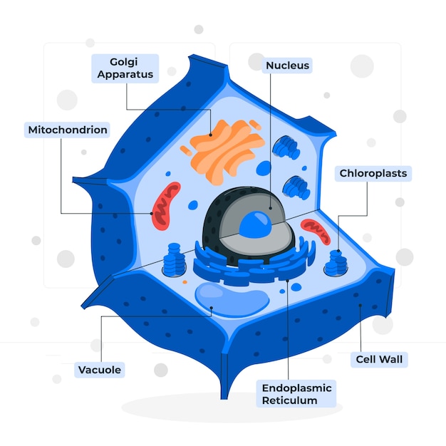 Free Vector plant cell concept illustration