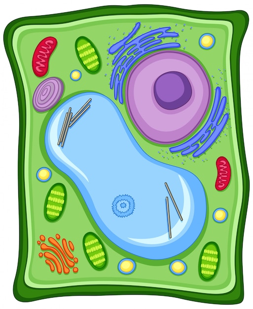 Free Vector plant cell with cell membrane