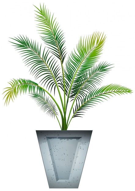 Plant in pot with soil isolated