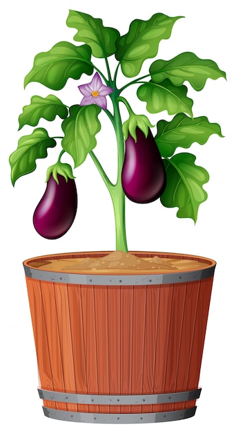 Free Vector plant in pot with soil isolated