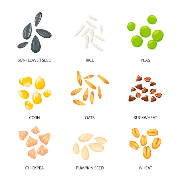 Free vector plant seeds, cereal grains set. illustrations of collection with inscriptions