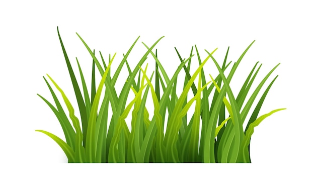 Plant stems for front plan nature illustration isolated Green grass realistic Detailed fresh green vector grass