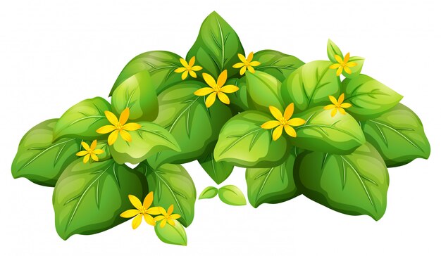 Plant with green leaves and yellow flower