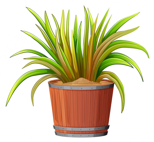 Plant in wooden pot